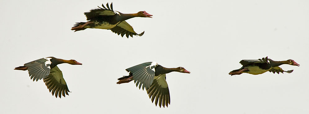 116-Spur-winged-Goose-05172