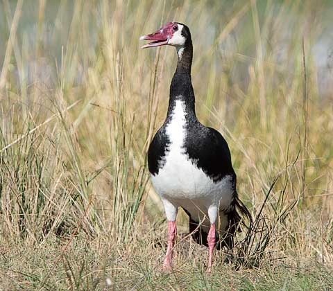 116-Spur-winged-Goose-Chobe-G35130