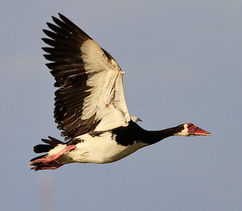 116-Spur-winged-Goose-Chobe-G35454