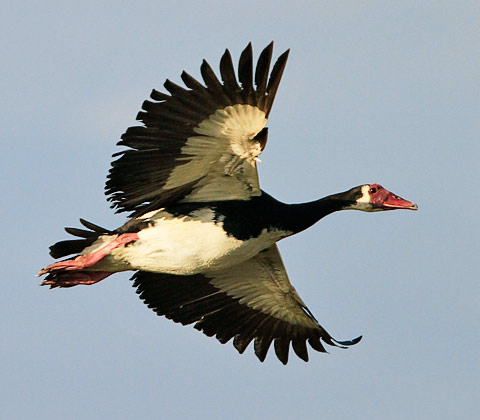 116-Spur-winged-Goose-Chobe-G35455