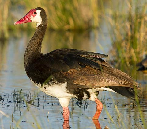 116-Spur-winged-Goose-Chobe-G35519