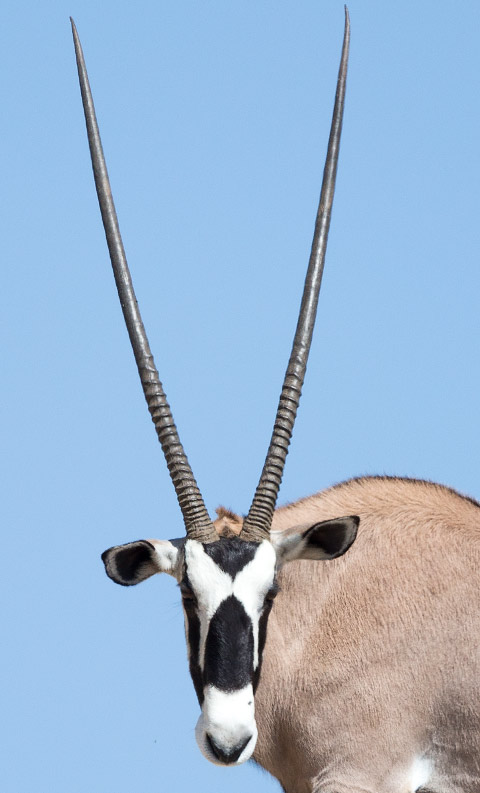336-Gemsbok-Kgalagadi-J06969