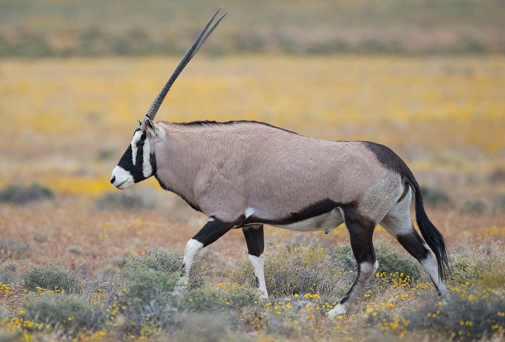 336-Gemsbok-Tankwa-H22310