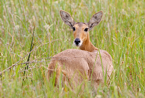 340-S-Reedbuck-D17276