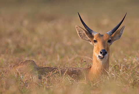 340-Southern-Reedbuck-G08025