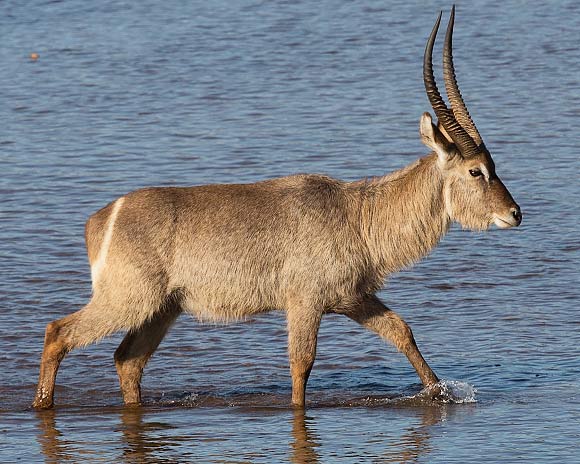 342-Waterbuck-Letaba-H48046