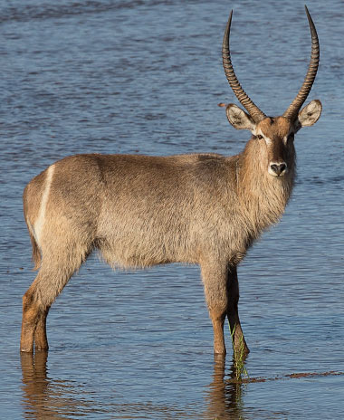 342-Waterbuck-Letaba-H48063
