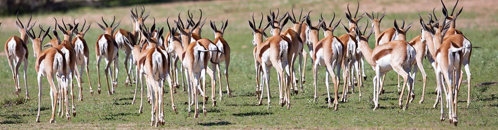 346-Springbok-Kgalagadi-J06488