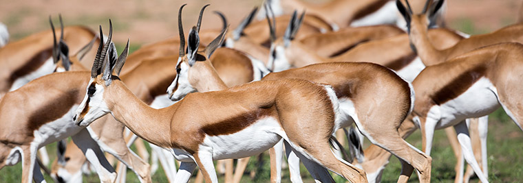 346-Springbok-Kgalagadi-J06491