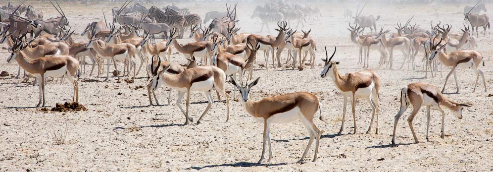 346-Springbok-Olifantsrus-K02120