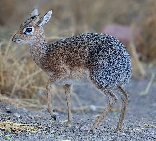 347-Damara-Dikdik-Waterberg-Nam-K03123