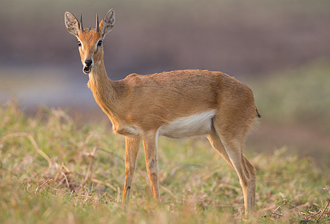 348-Oribi-G08010