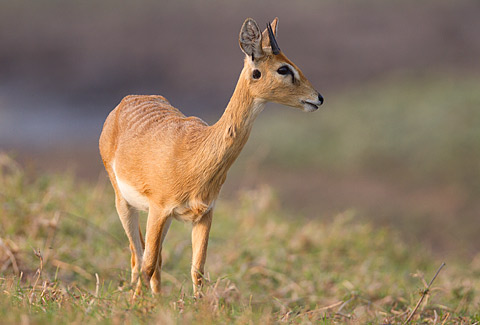 348-Oribi-G08019