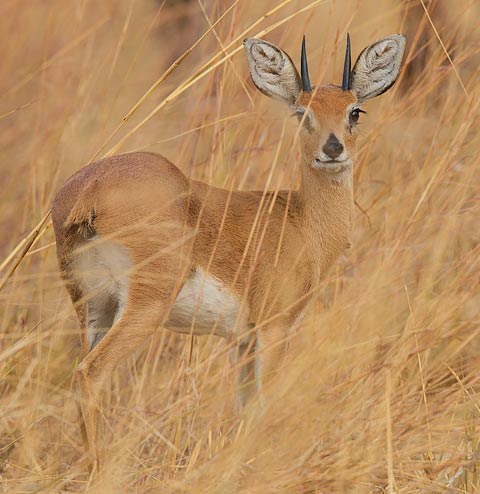 349-Steenbok-Hwange-H10087