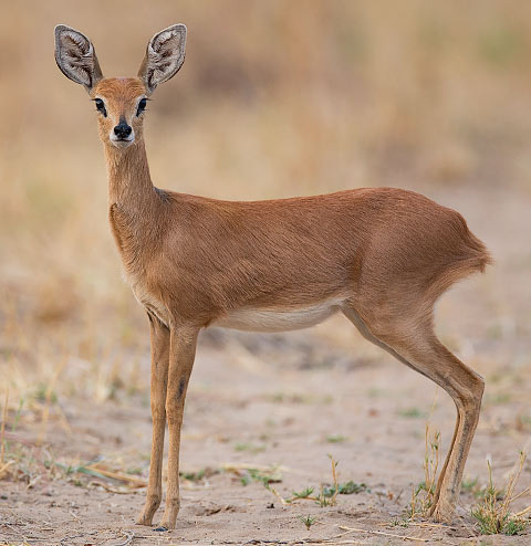 349-Steenbok-Hwange-H10104