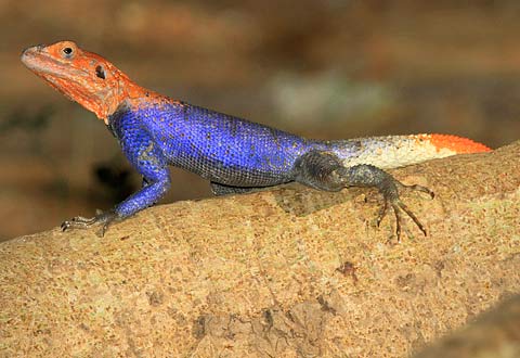 Agama-planiceps-G28427
