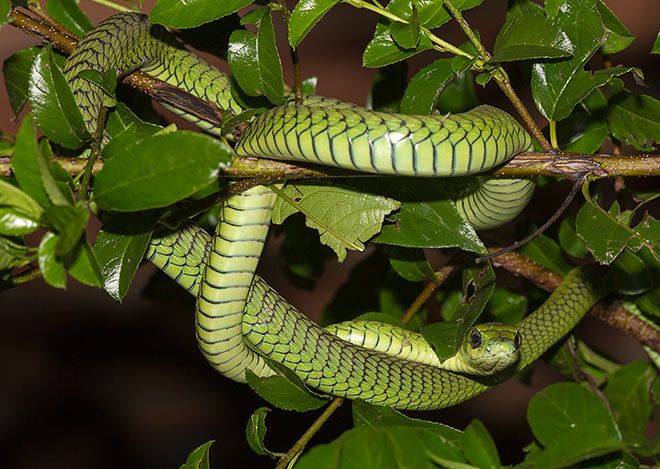 Boomslang-Kokanje-J04012