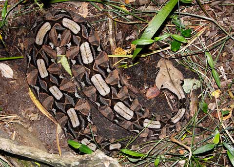 Gaboon-Adder-Kosi-E39759