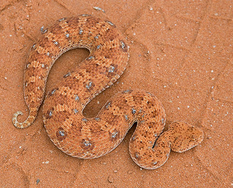 Horned-Adder-Kgalagadi-J05963