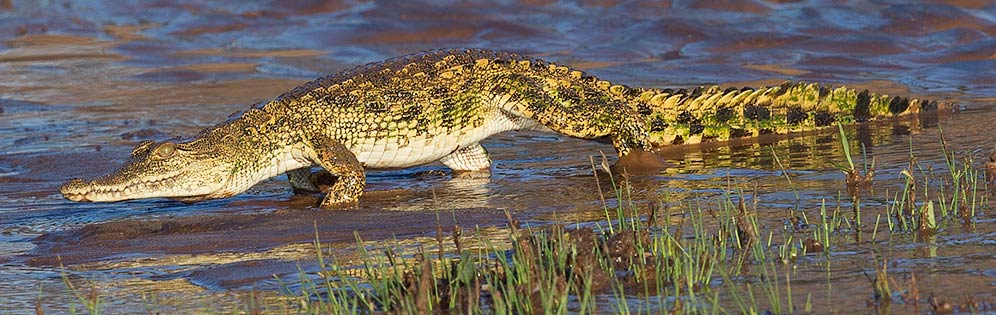 Nile-Crocodile-Balule-J18690