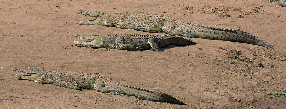Nile-Crocodile-Pafuri-H47696