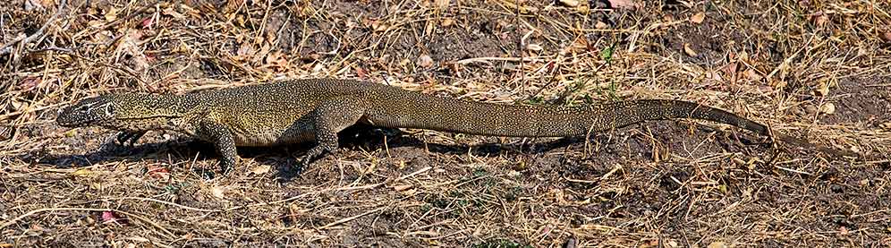 Water-Monitor-Skukuza-J11429