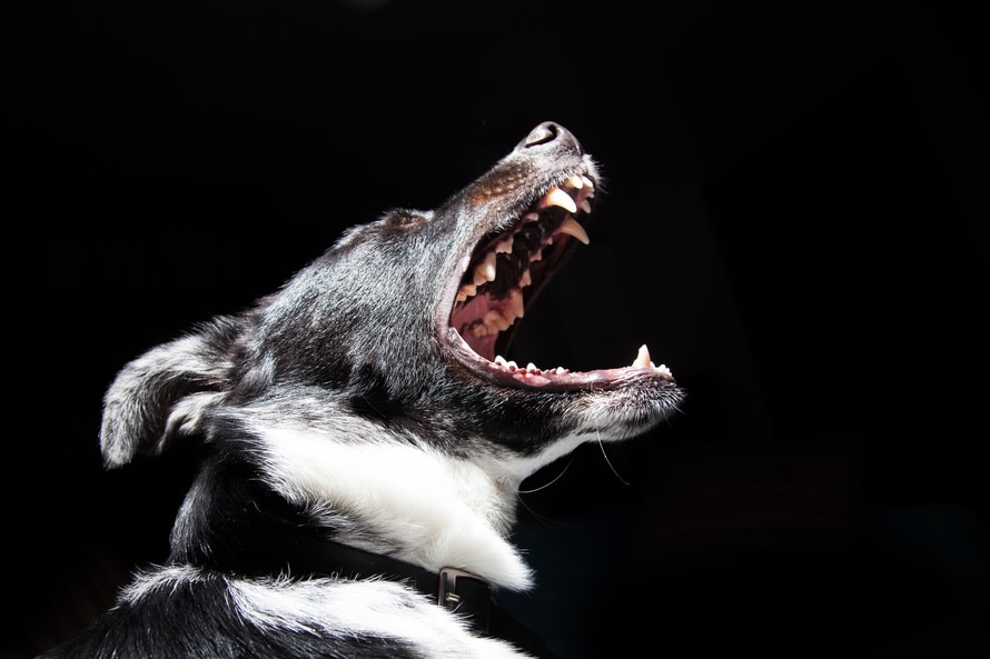 animal-dog-pet-dangerous-large