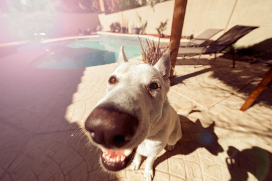 animal-dog-pet-snout-large