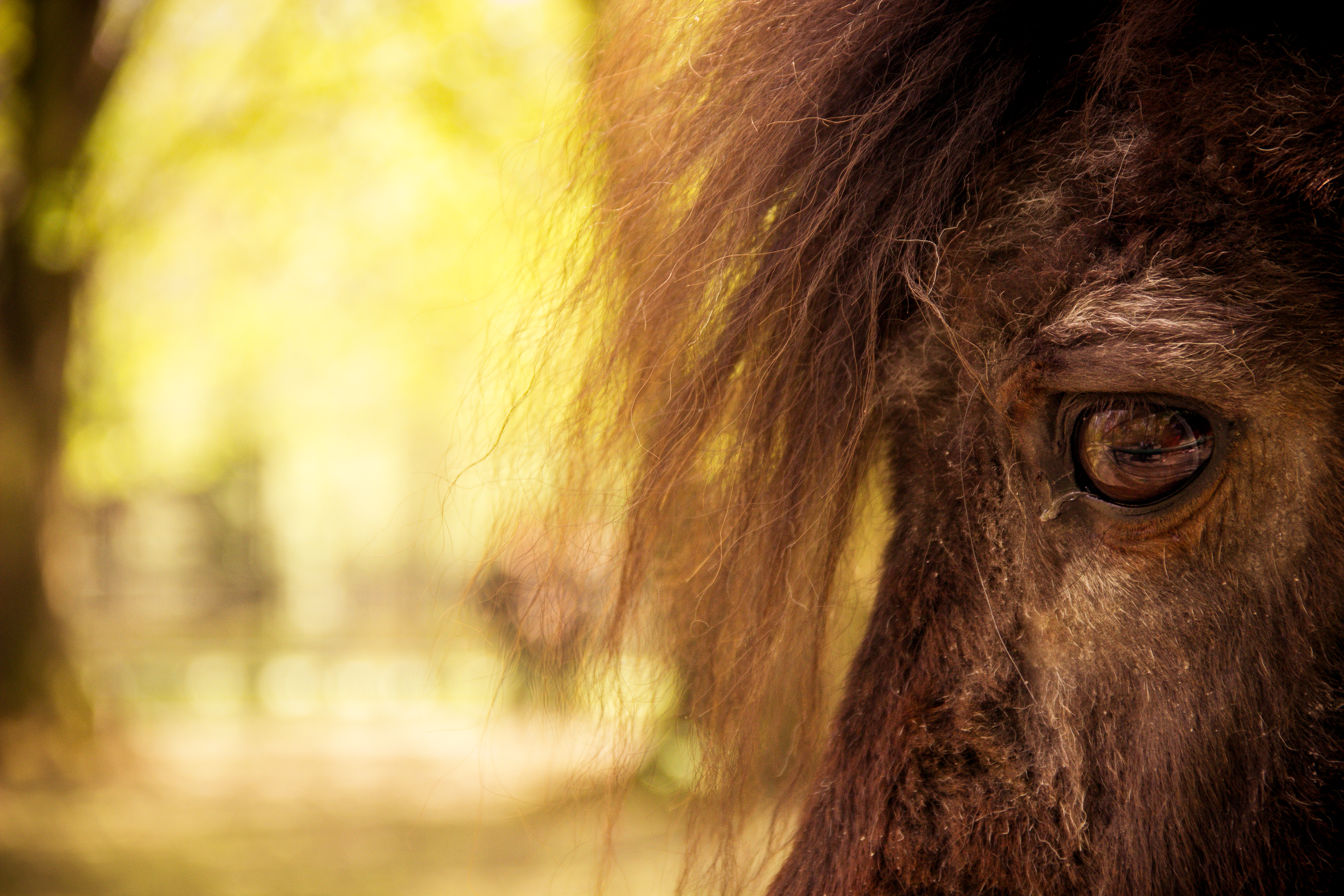 animal-emotions-feelings-zoo