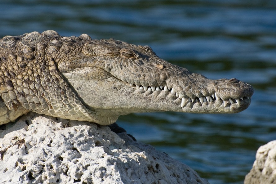 biscayne-national-park-florida-american-crocodile-wildlife-69421-large