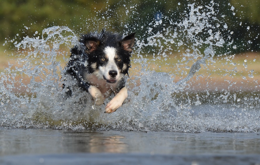 border-collie-jump-water-british-sheepdog-37860-large
