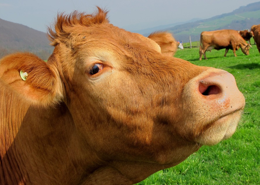 brown-cow-mammal-animal-63246-large