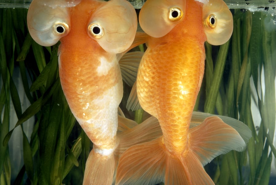 bubblefish