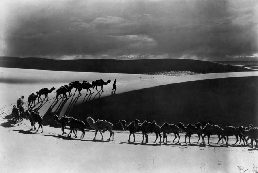camels
