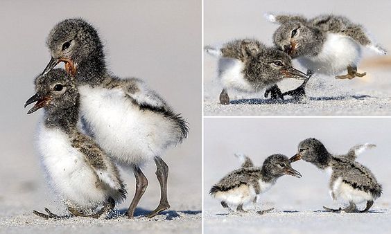 chick