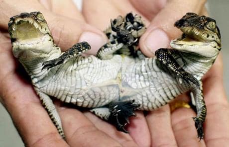 croc2_1483578c