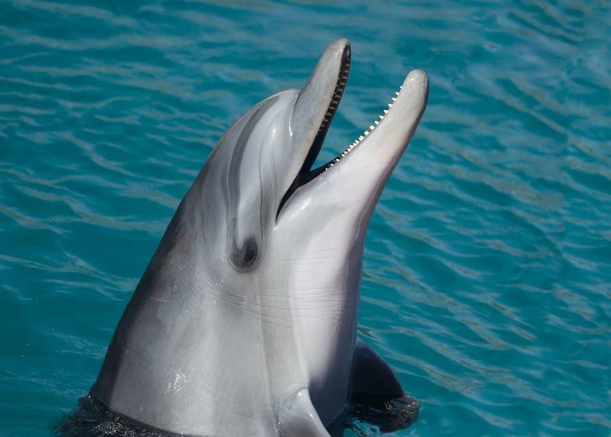 dolphin-sea-marine-smart-large