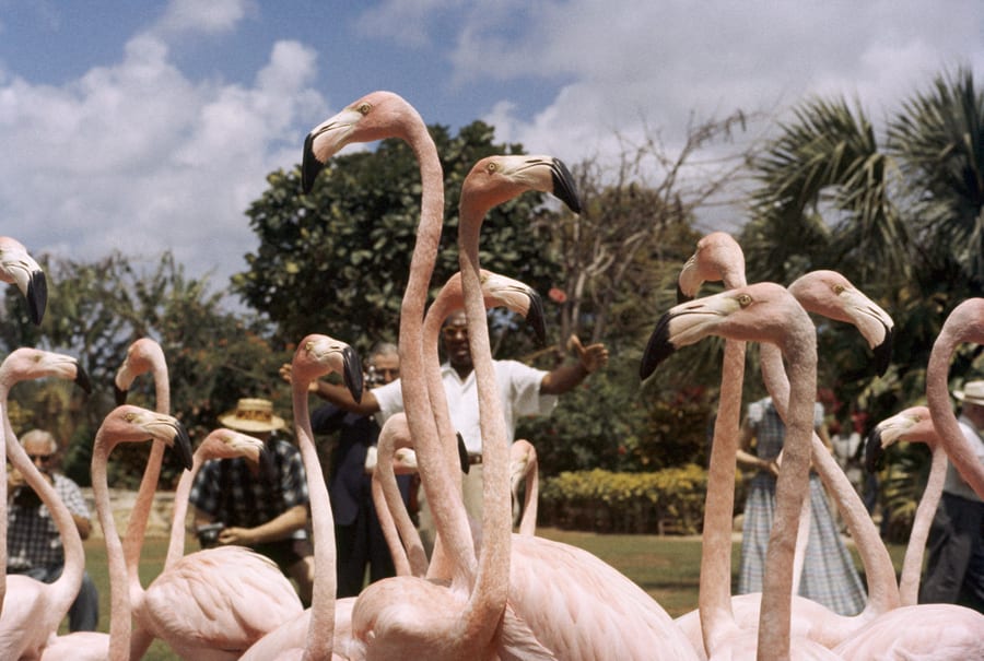 flamingosretro