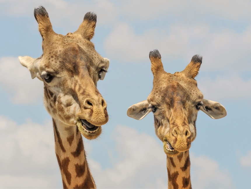 giraffe-animals-zoo-funny-large