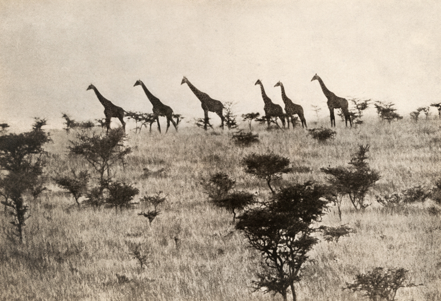 giraffesretro