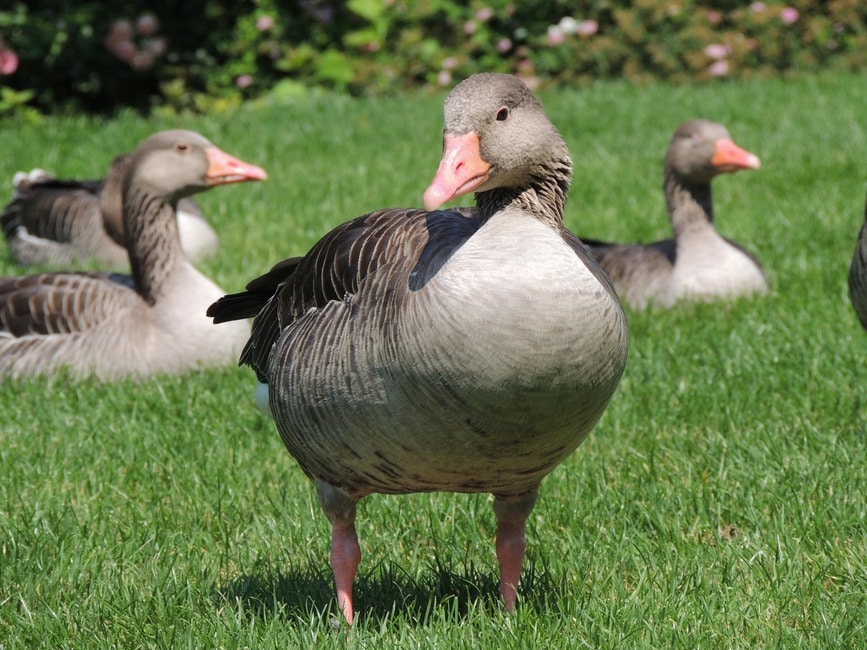 goose-animal-bird-nature-67600-large