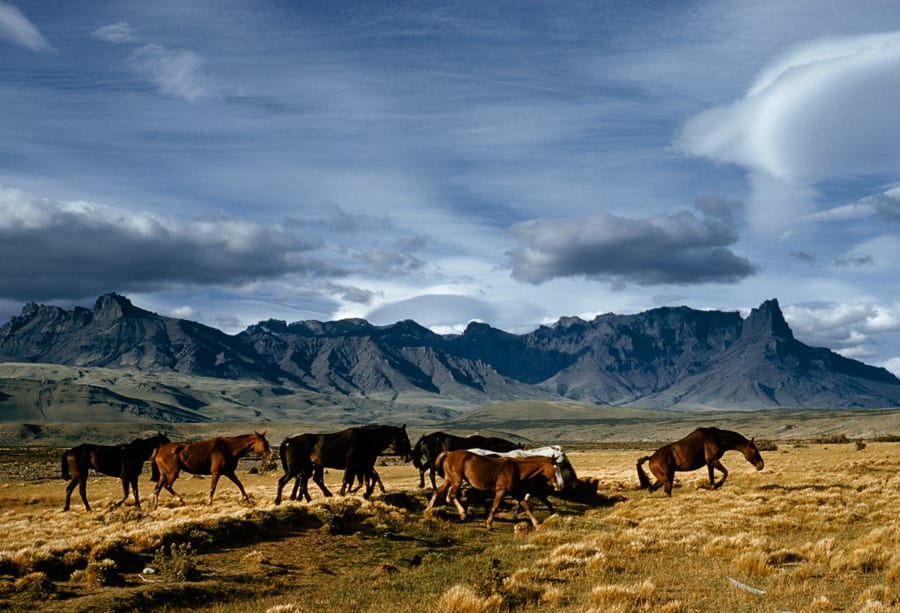 horses