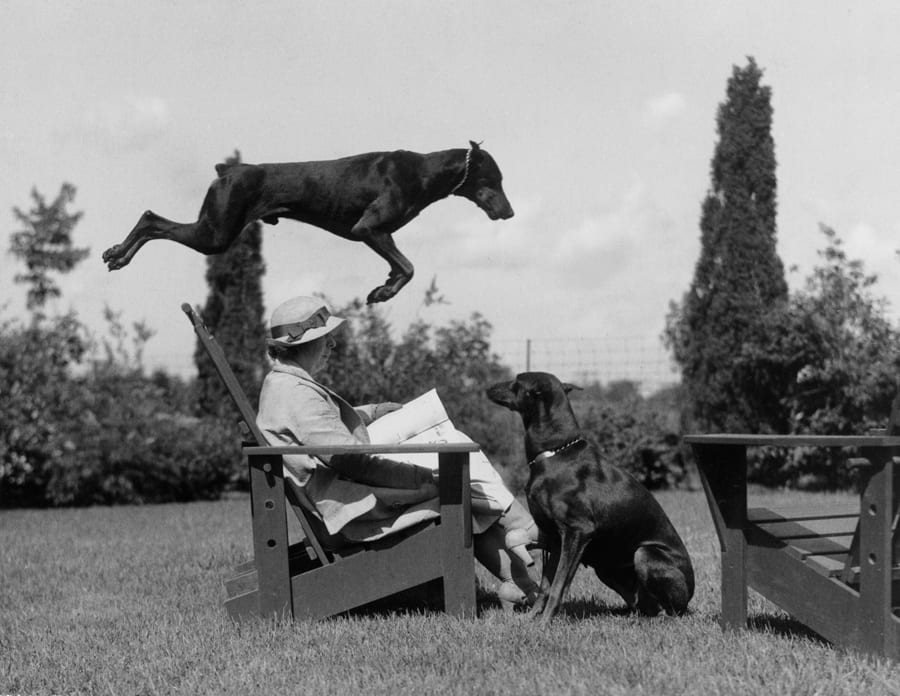 leapingdoberman