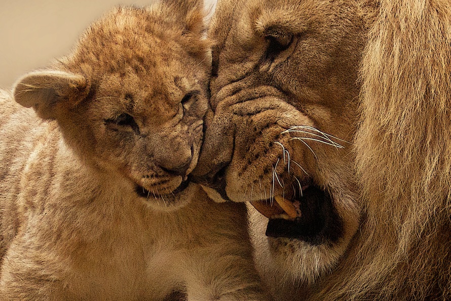 lion-animal-predator-big-cat-40803-large (1)