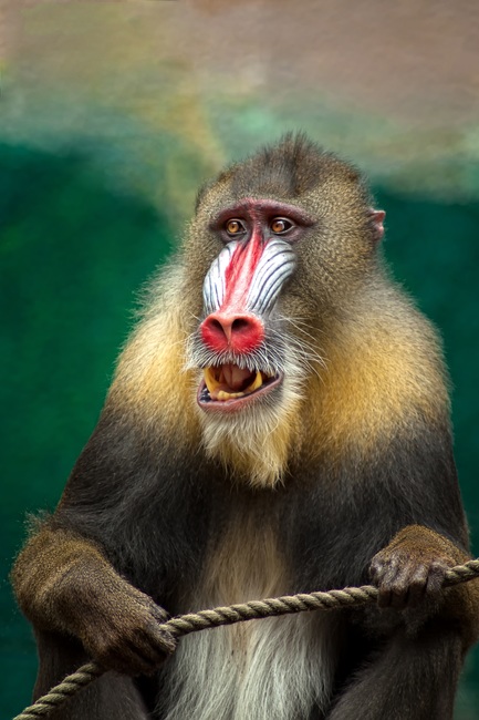 monkey-mandril-africa-baboon-38280-large