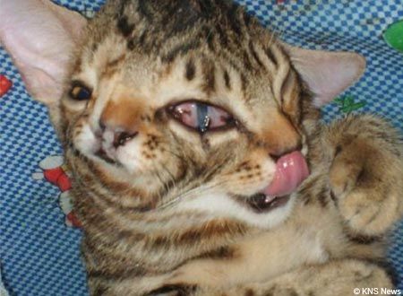 mutantcat