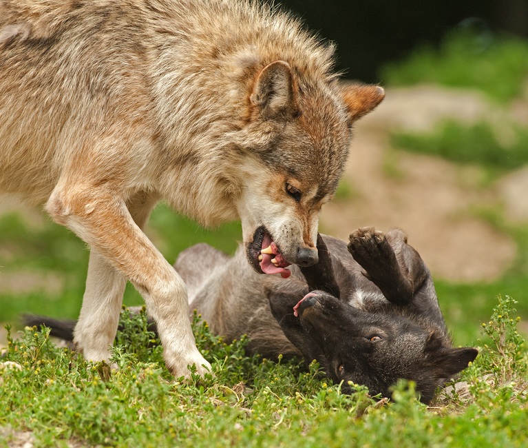 nature-animal-playing-wilderness-large