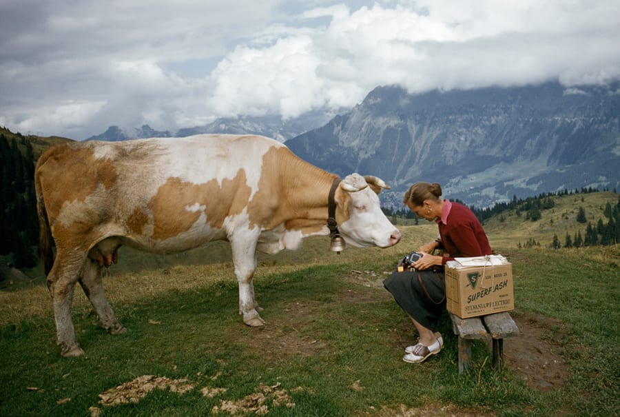 oldcow