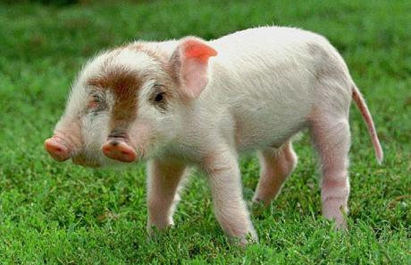 pig2_1483593c