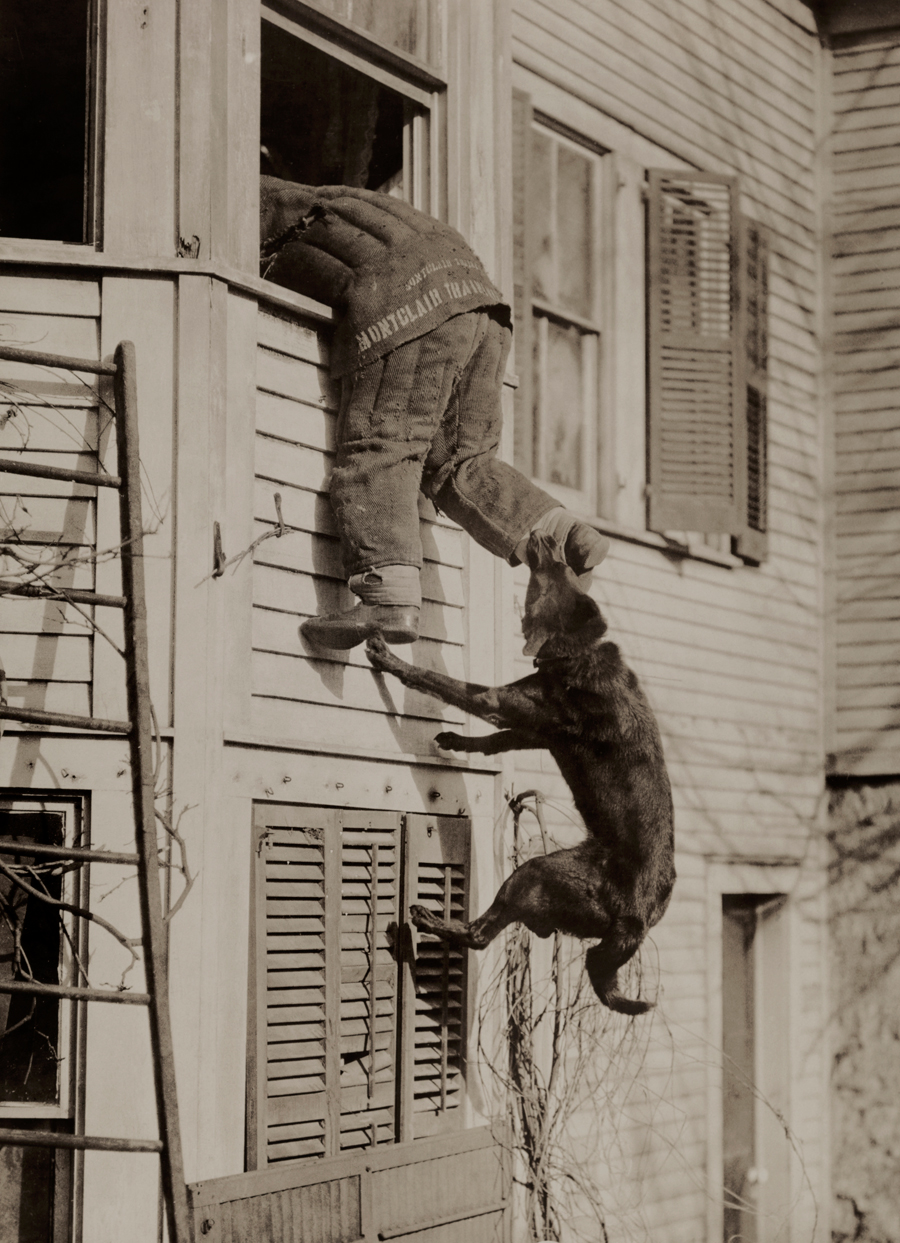policedog